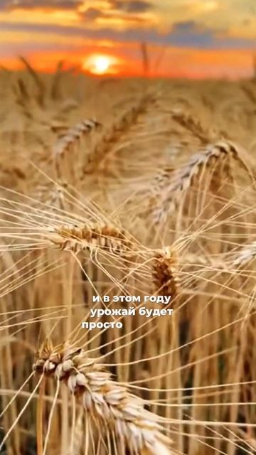 Как фермер заработал на фьючерсах пшеницы смотреть онлайн