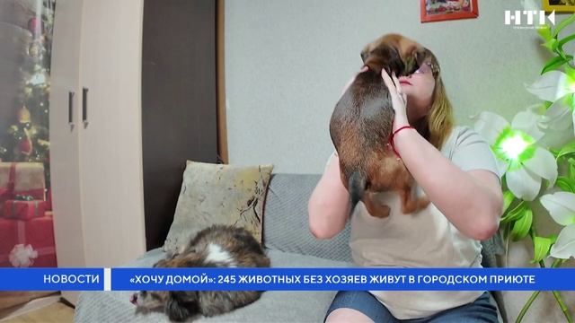 «Хочу домой»: 245 животных без хозяев живут в городском приюте смотреть онлайн