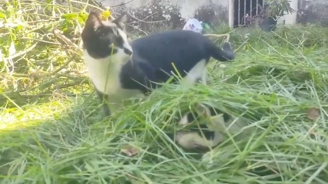 Ловко притаился (р) смотреть онлайн