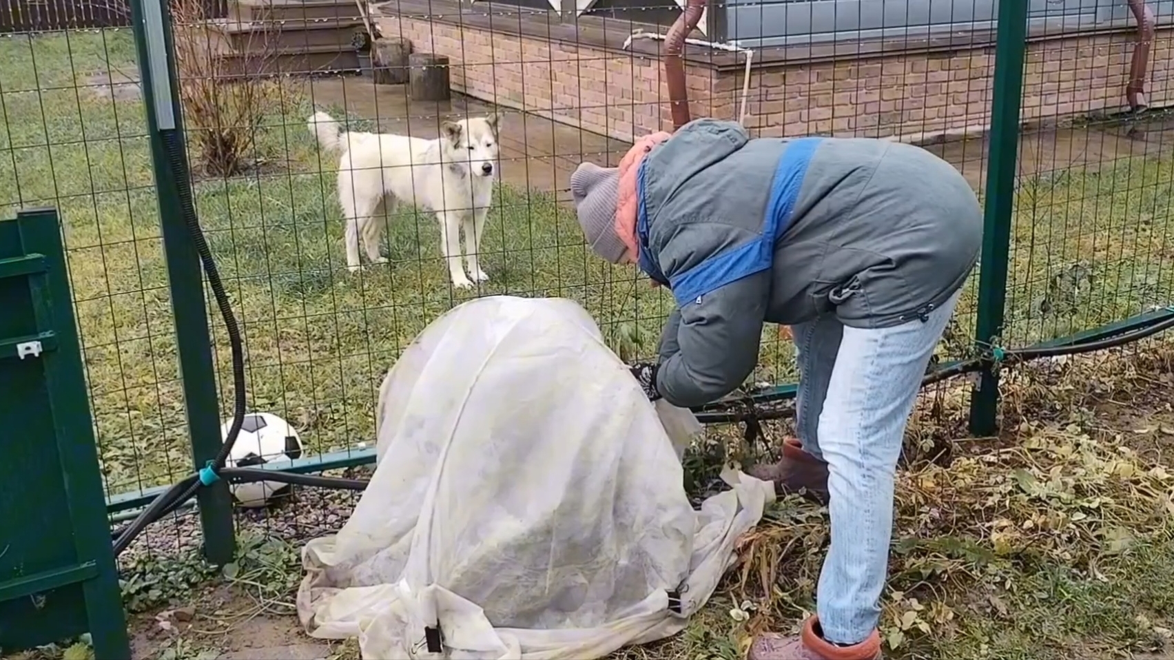 Сыро, под ногами хлюпает, но розы укрыты))) 22-11-2025 смотреть онлайн