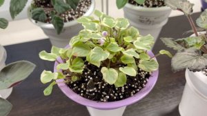 Банки для фитильного полива фиалок, пенопластовые шарики, горшки для стандартов, где покупаю?