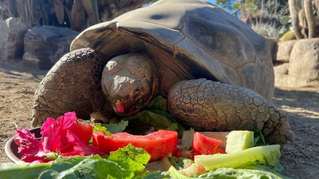 Independent: в США умерла 141-летняя черепаха Бабуля