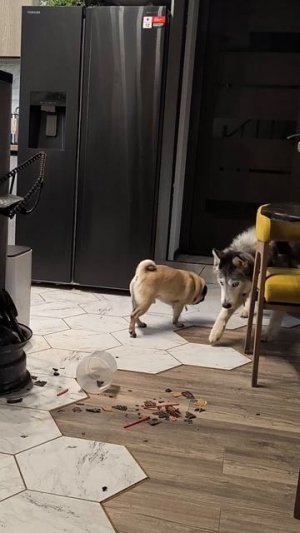 Лакомая провокация