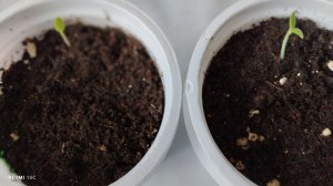 Семена пеларгонии начали всходить через двое суток