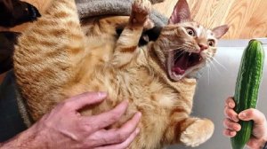 СМЕШНО ДО СЛЕЗ 😹😍 СМЕШНЫЕ КОТЫ, ЛУЧШИЕ ПРИКОЛЫ С КОТАМИ, КОШКИ, ЖИВОТНЫЕ 🥰