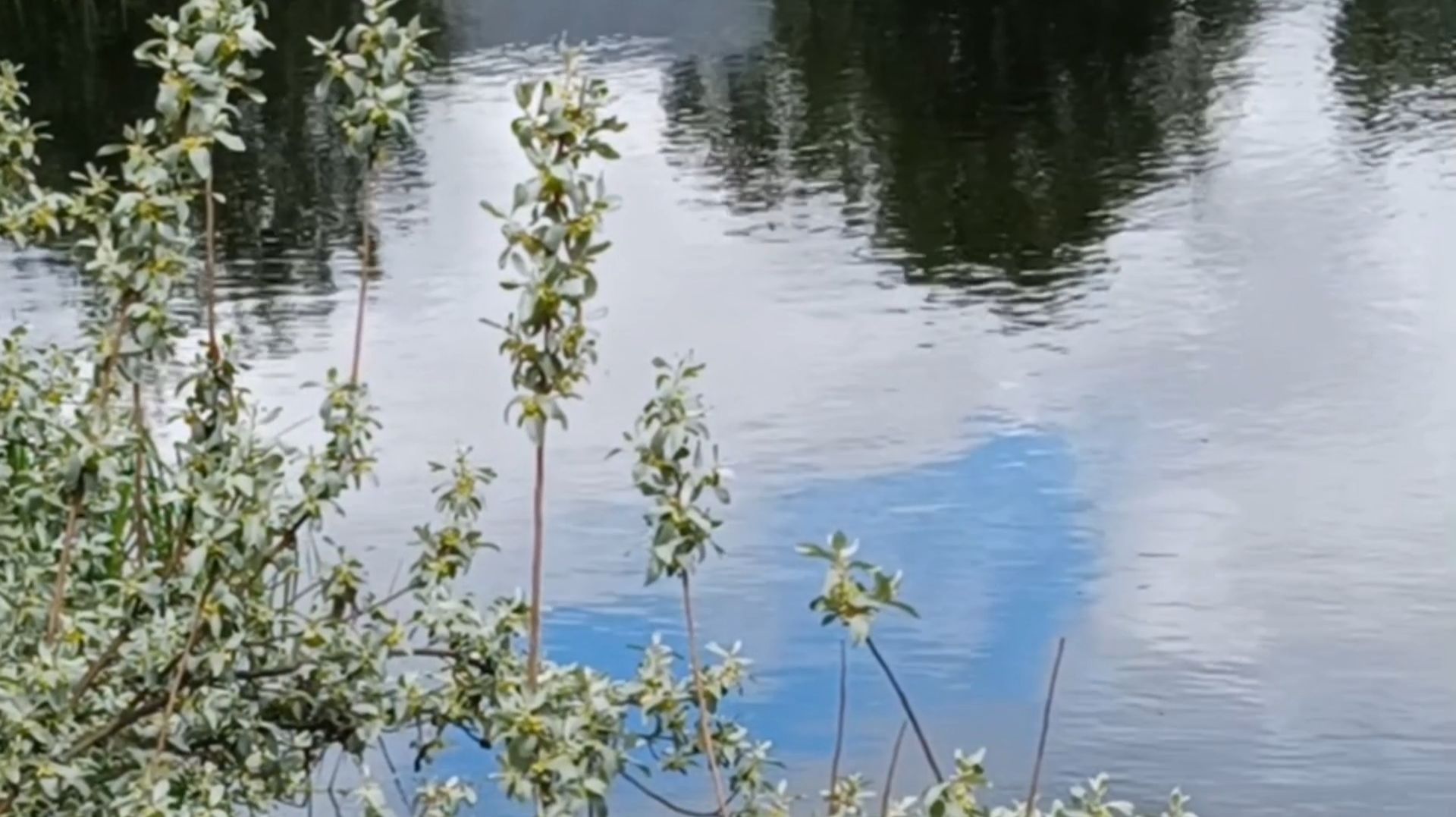 БЕРЕГА, БЕРЕГА...