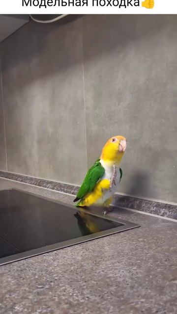 🦜 АРТИСТ... И ЭТО ТОЛЬКО НАЧАЛО! 🔥