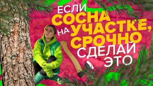 МОЖНО ЛИ МУЛЬЧИРОВАТЬ ХВОЕЙ