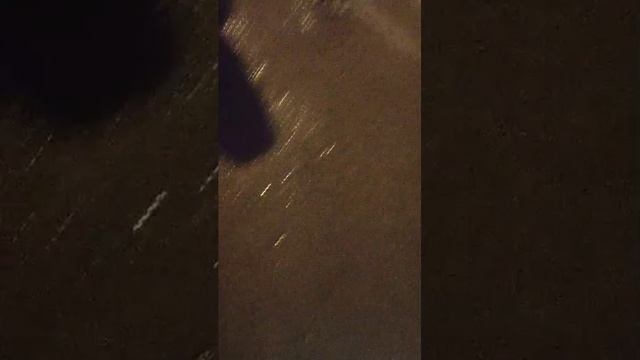 медведи едут на площадь