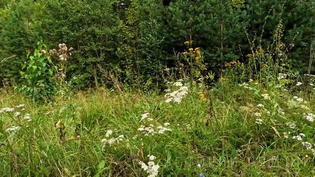 Порог предательства. смотреть онлайн