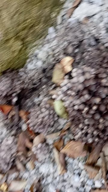 Грибы на даче😱 смотреть онлайн