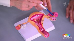 Боль внизу живота: что говорят "часы" вашего тела? Жить здорово! Фрагмент выпуска от 25.11.2025