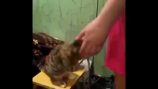 Любимые котики и котейки смотреть онлайн