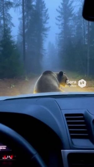 - Медведь, танцующий тверк посреди дороги?! 😳🚗🕺