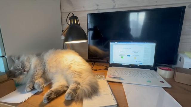 Кот учит сопромат🤓🤓🤓 кот ученый 👆 смотреть онлайн