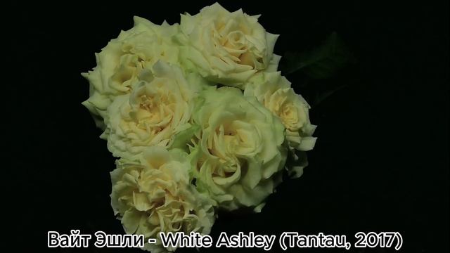 ЛИДЕРЫ ПРОДАЖ ЧАЙНО ГИБРИДНЫХ РОЗ 2025 ГОДУ смотреть онлайн