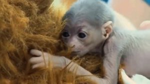 Вероятно, такого малыша вы ещё не видели. Яванский гиббон     1000041900.mp4