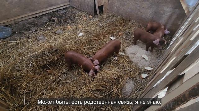 Ep.253 It Is As Gross As It Sounds (Russian Subtitles) смотреть онлайн