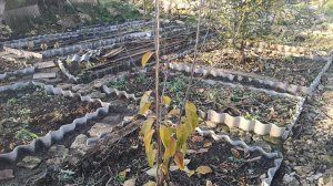 Грядки из шифера