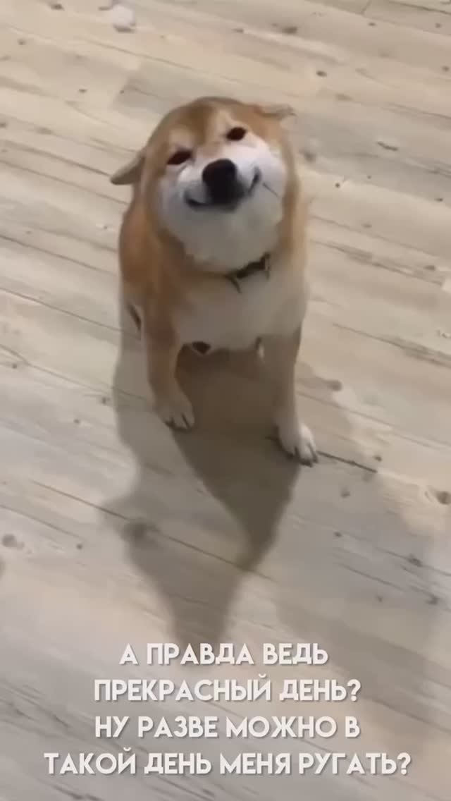 🐶 Этот взгляд говорит всё! 😅