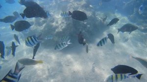 Пляж Наама Бей, Шарм-эль-Шейх, рыбки совсем рядом с берегом! Naama Bay