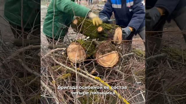 🪵Во Владимире приступила к работе бригада по опиловке и валке деревьев. смотреть онлайн