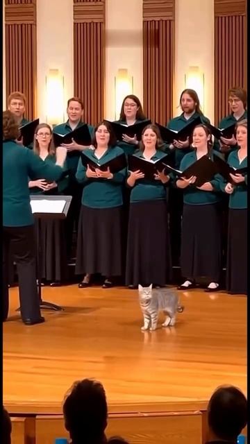 🐱🎵 