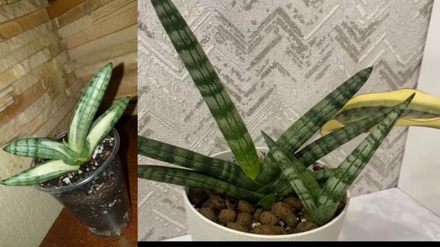 Обзор моей коллекции сансевиерий🪴Часть 5
A Review of My Sansevieria Collection🪴Part 5 смотреть онлайн