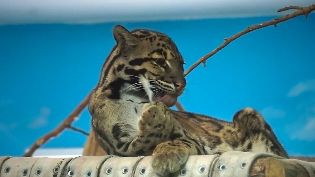 Дымчатый леопард красиво отдыхает на лежанке после обеда. смотреть онлайн