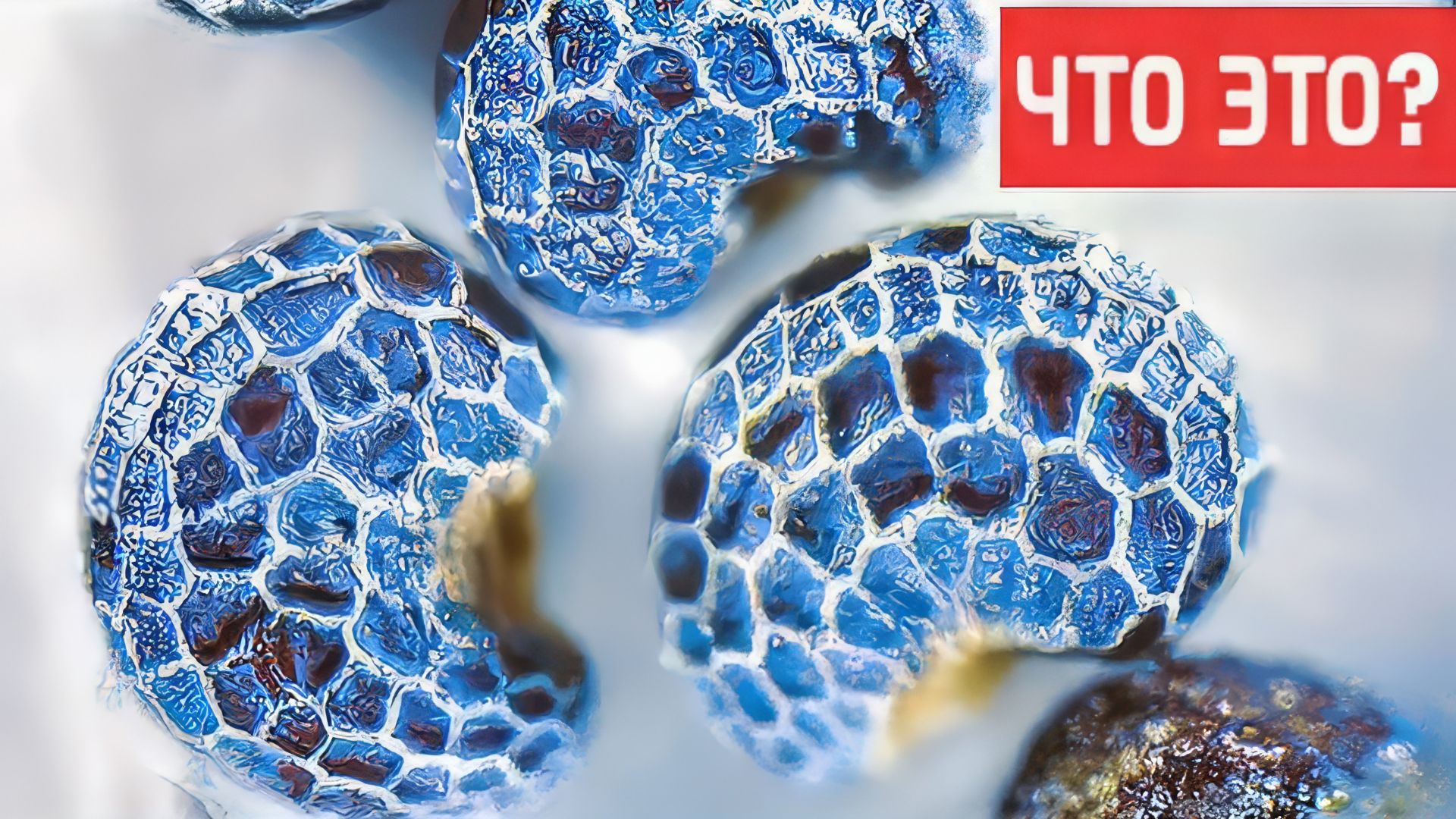 ЧТО ЭТО - [под микроскопом] смотреть онлайн