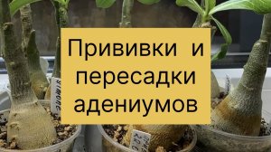 Показываю удачные и неудачные прививки молодых адениумов. Начинаю пересадки. 25 ноября 2025 г.