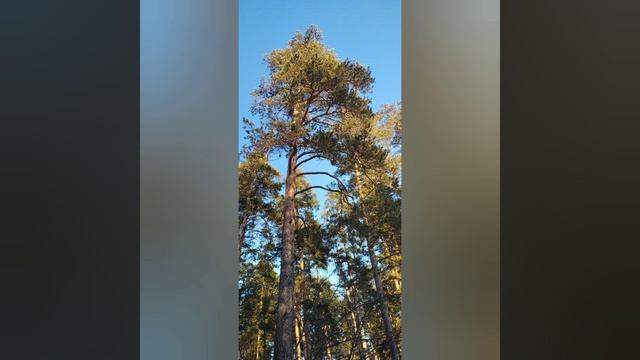 Зимне-новогоднее настроение