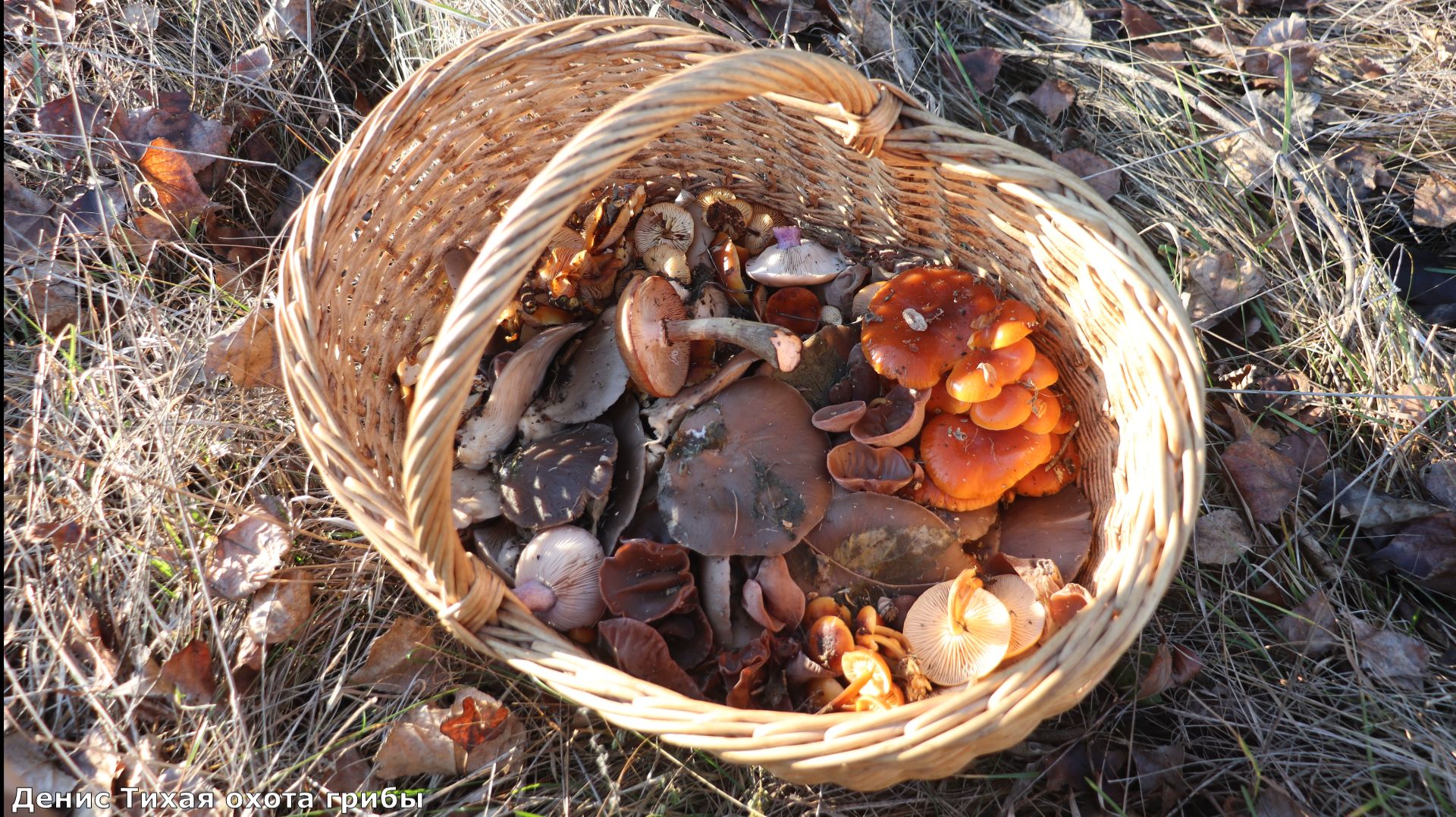Сбор зимних грибов | опята, вешенка и иудино ухо смотреть онлайн