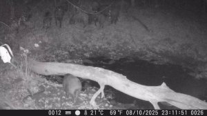 Лосиха защищает своего лосенка, медвежонок и рясь, семейство кабанов