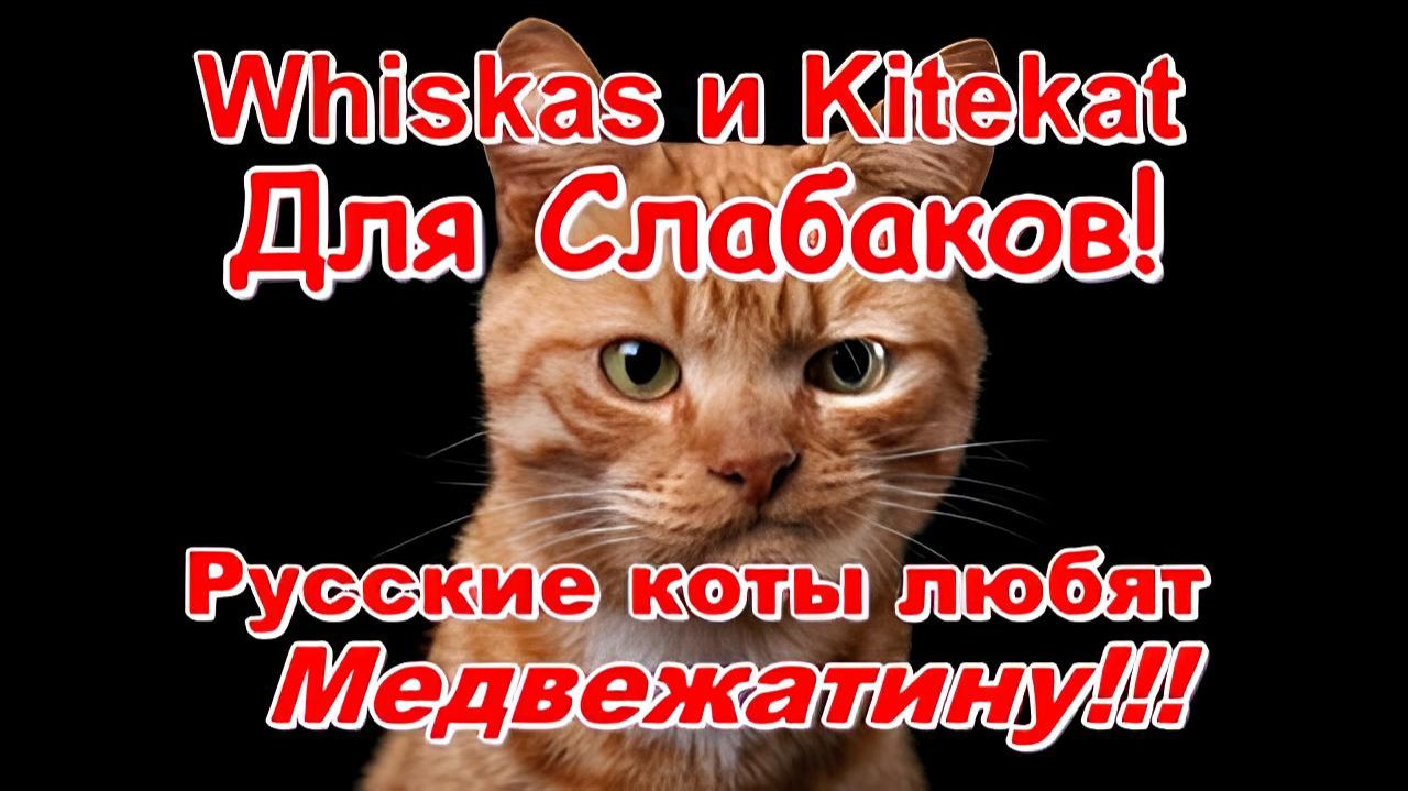 🤣 Вискас и Китекат для слабаков! Русские коты обожают Медвежатину!!!🤣 смотреть онлайн