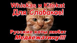 🤣 Вискас и Китекат для слабаков! Русские коты обожают Медвежатину!!!🤣