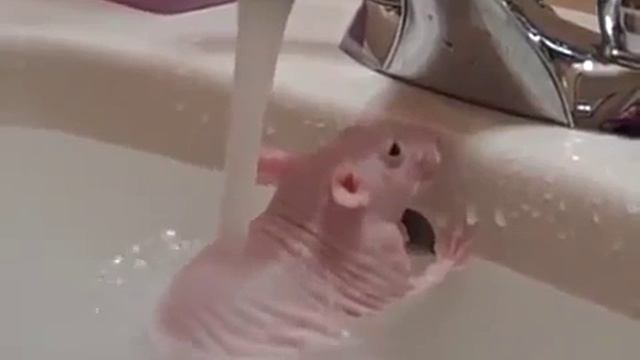 🤣 ...Водные процедуры... 🤣 смотреть онлайн