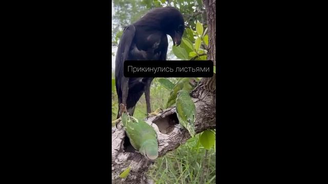 Прикинулись листьями, орел и попугаи - 2025 год смотреть онлайн