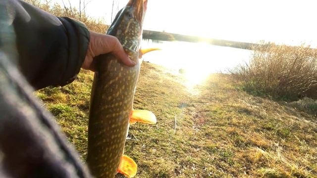 ОХОТА НА ЩУКУ, РЫБАКАМ НА ЗАМЕТКУ