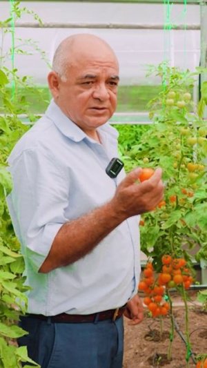 Коктейльный томат с ярким вкусом! Богат каротином'