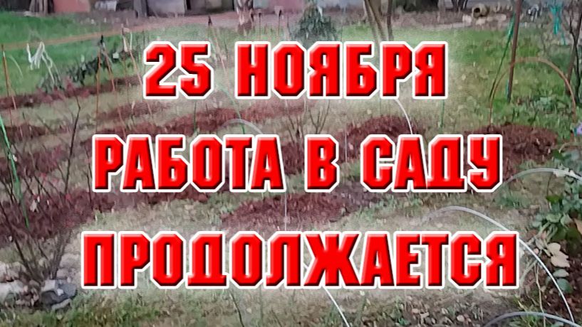 25 ноября. Привезли навоз. Работа в розарии