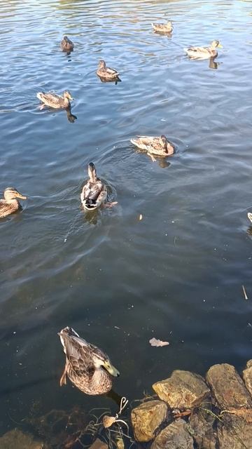 Кормим уток. Наш пруд. смотреть онлайн