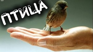 ПТИЦА