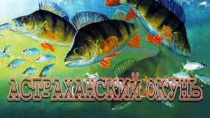 ПРИМАНКИ РАЗЛЕТАЛИСЬ В КЛОЧЬЯ, ДЕРЗКИЕ ПОКЛЕВКИ. КАК МЫ В АСТРАХАНИ, ОКУНЕЙ ЛОВИЛИ!!!
