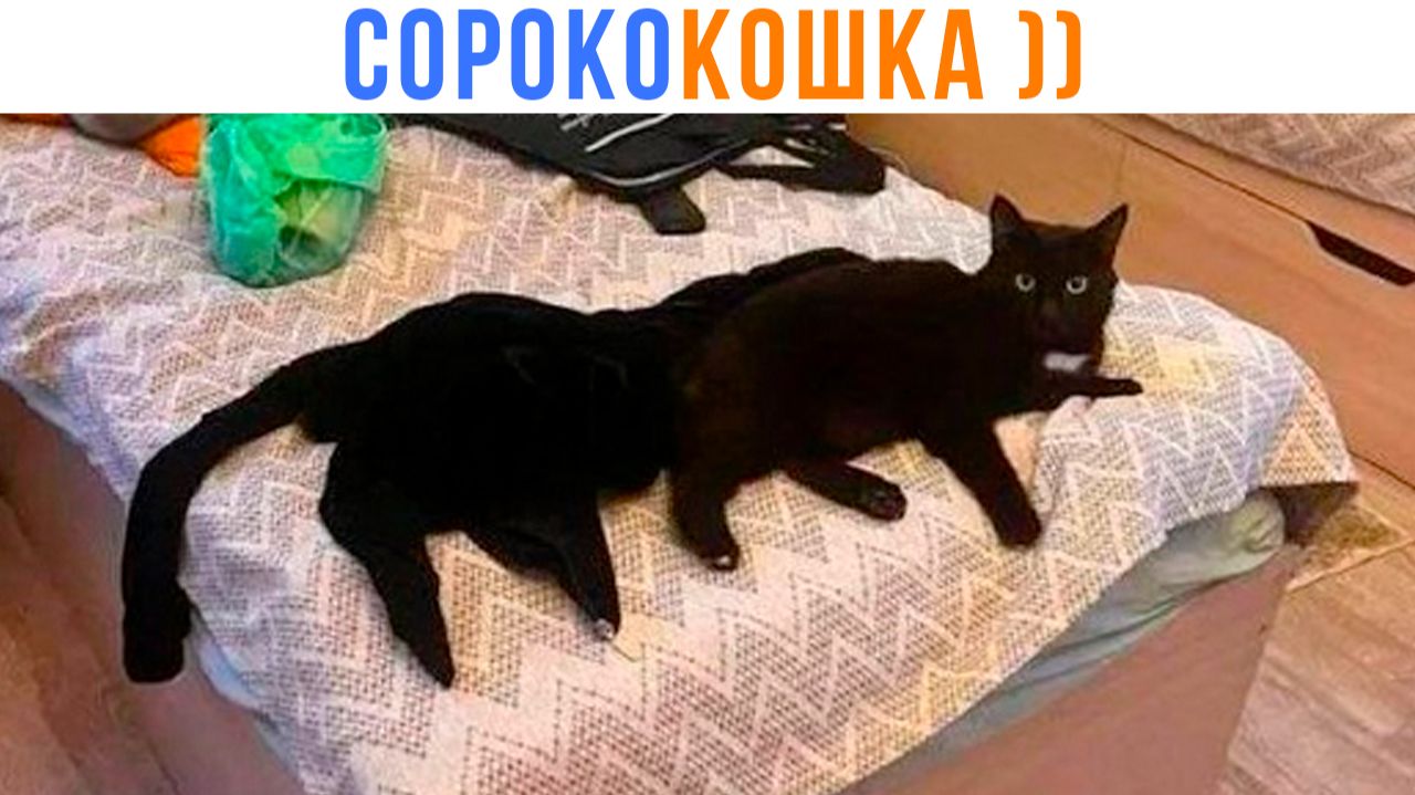 СОРОКОКОШКА ))) Приколы с котами | Мемозг 1691 смотреть онлайн