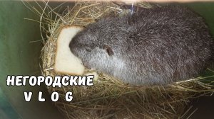 Хлебное осеннее утро. Самец в бочке. 18.11.25