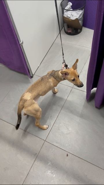 Слабое здоровье ?! у собак карликовых пород… смотреть онлайн