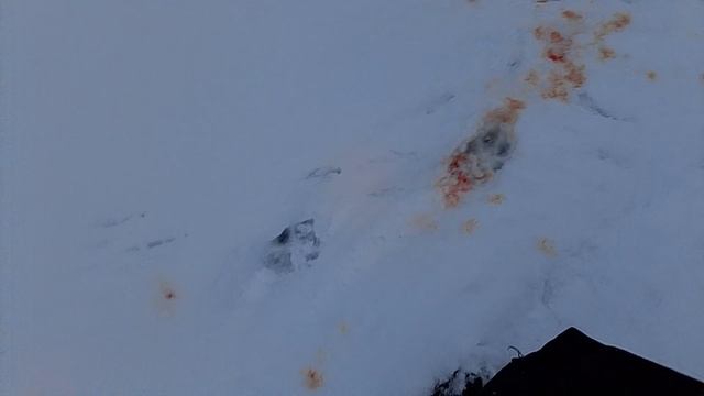 что мне делать рядом с домом прошол волк или собака а ищё это мог быть медведь!!!!!!!! смотреть онлайн