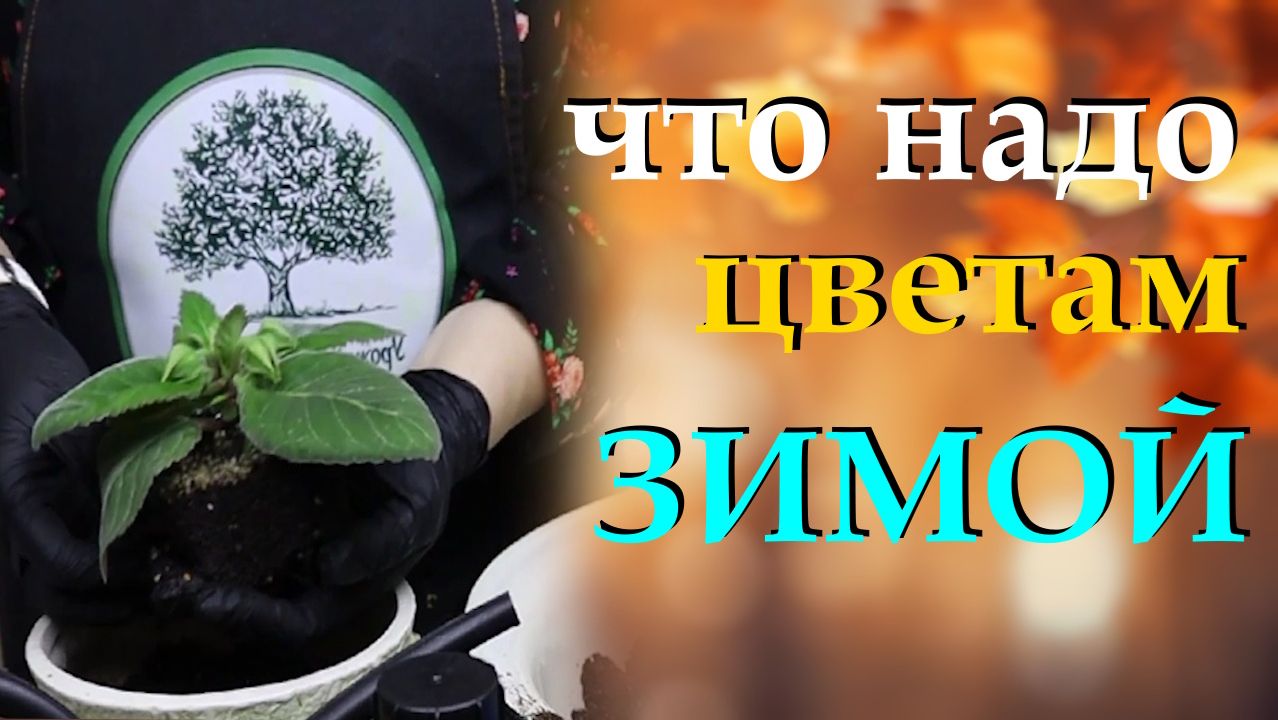 Соблюдайте эти 5 правил по уходу за комнатными цветами зимой смотреть онлайн
