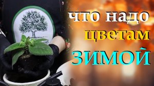Соблюдайте эти 5 правил по уходу за комнатными цветами зимой